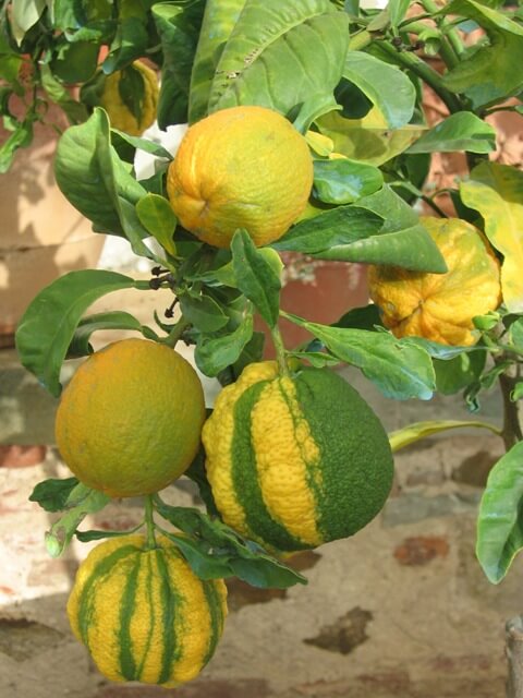 limonaia di boboli firenze