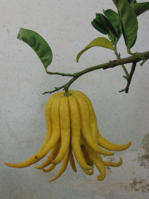 limonaia di boboli firenze