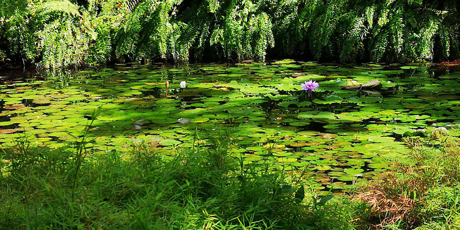 jardin du balata